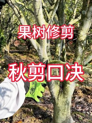果树修剪秋剪口决,学会不求人#三农 #乡村振兴 #果树修剪 果树修剪秋剪口决,学会不求人#三农 #乡村振兴 #果树修剪 #修枝剪 #果园管理