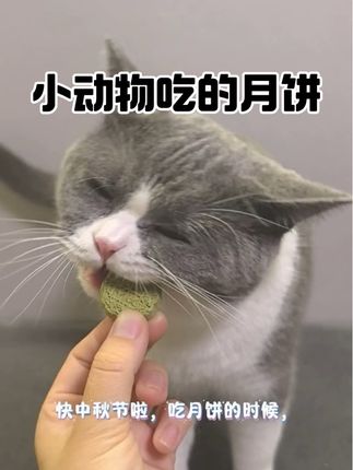 中秋节啦快,给毛孩子也安排上月饼#宠物过中秋 #宠物月饼 #宠物零食 #毛孩子的仪式感 #毛孩子过节