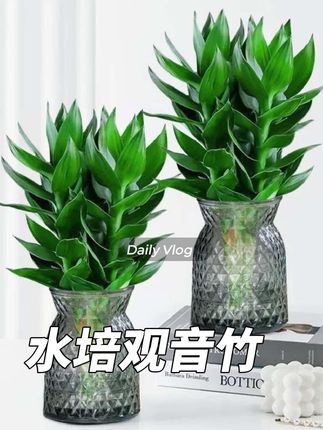 【拍一发二】水培观音竹绿植室内桌面盆景四季常青富贵竹好养盆栽#观音竹 #室内绿植 #四季常青 #净化空气 #盆栽绿植 @DOU+小助手