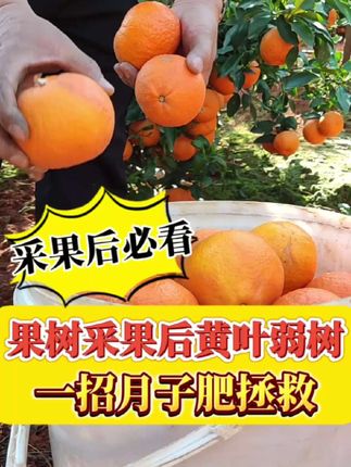 采果后黄叶树衰,一招月子肥拯救!#农资肥料 #月子肥 #种植小技巧 #水溶肥料 #氨基酸水溶肥