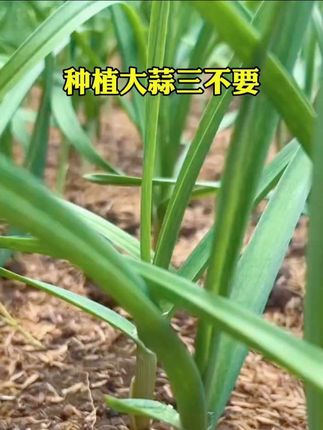 种植大蒜三不要#三农种植 #种植小技巧 #创作人计划 #小知识 #大蒜 @DOU+小助手