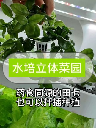 药食同源的田七菜,原来还可以这样种植 #种菜 #种菜小技巧 #阳台种植 #阳台种菜 #水培植物