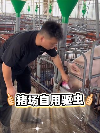#养猪人 #所有养猪人 #养猪人不容易 #养猪人加油干 #养猪小妙招