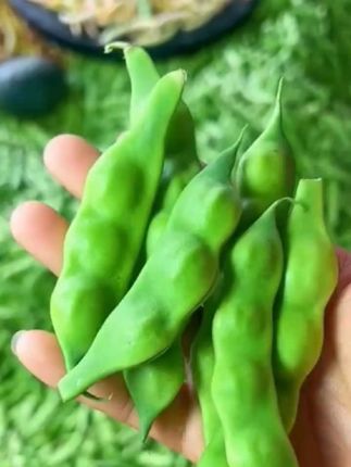 #东北几豆角#骨豆面豆角#顺丰包邮#
