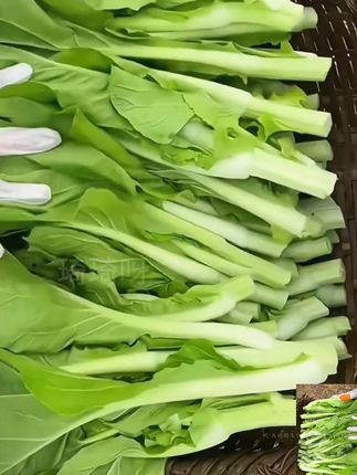 速生白菜苔种子 #自己种的纯天然的绿色蔬菜 #阳台小院均可种植 #三农 #白菜苔种子 #在家种菜 在家种菜