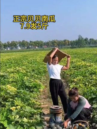 正宗贝贝南瓜大丰收了!7.9发5斤,粉糯香甜、栗子味、软糯细腻、入口即化#新鲜采摘 #贝贝南瓜 #南瓜 #美食 #优质农产品