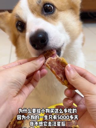 只想尽我所能给小狗最好的😭#无限回购的宝藏单品 #家有馋狗 #宠物吃货 #抖音萌宠出道计划 #狗狗零食