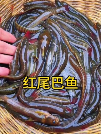 红尾巴鱼是一种非常好吃的淡水鱼类,肉质鲜嫩,用来做酸菜鱼或者水煮都非常美味。#优质农产品 #太好吃了#红尾巴鱼 #地方特色美食