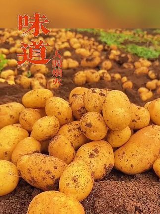 #抖音助农 #农产品 #挖土豆 #上热搜 #快来一起尝个鲜