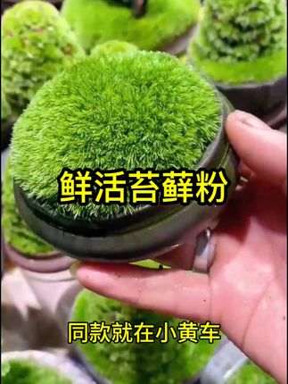 苔藓粉苔藓孢子粉盆景苔藓种子假山青苔粉苔藓植物铺面苔藓微景观#苔藓粉