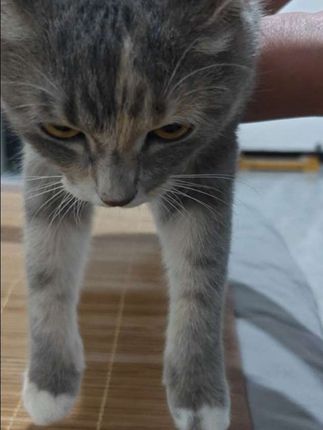 波兰猫😺 #狸花猫的日常 #傻猫🐱 #猫的迷惑行为 #可爱的小猫咪 #幼猫