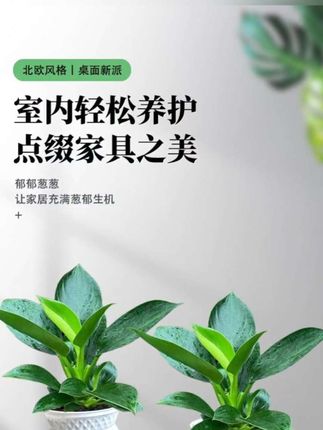 在晨露微光中苏醒,金钻绿公主踏着自然的韵律款款而来。她是林间一缕清风,是叶尖上跳跃的光点,将优雅与生机编织成一首流动的诗。通体剔透的翠意,镶嵌点点金芒,仿佛把整个春天纯净的呼吸都凝于一身。 不喧哗,自有光;不争艳,却夺目。她以清雅之姿,诠释着低调的奢华,像一首无声的咏叹,唤醒心底对美好的向往。金钻绿公主,不止是存在,更是一种沁入心扉的清新宣言——献给懂得欣赏生命本真的你。#软装搭配 #金钻绿公主 #好物推荐🔥 #水培植物 #花卉绿植