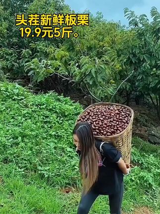新鲜板栗,糖炒栗子真的很好吃#糖炒栗子#栗子#新鲜采摘