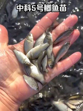家人们,别再盲目找鱼苗啦!看这里!咱家的中科5号鲫鱼苗,生长速度快,抗病能力强,对水质要求低,适应各种养殖环境。易捕捞,肉质鲜美,营养丰富,肌间刺骨少,市场超受欢迎!养殖成本低,回报高,新手老手都能轻松驾驭! #中科5号鲫鱼苗 #水产养殖 #鲫鱼#鱼苗#无限回购的宝藏单品