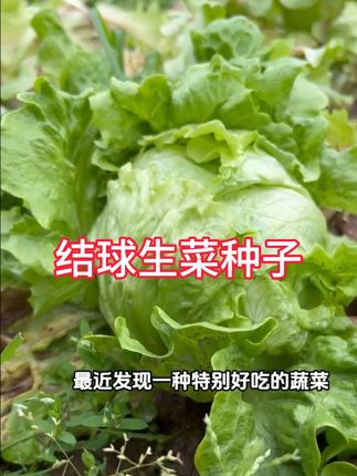 结球生菜奶油圆生菜西餐汉堡火锅用包心沙拉新鲜蔬菜种子圆西生菜#生菜种子