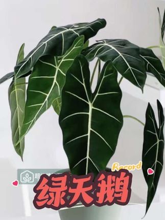 绿天鹅海芋盆栽室内绿植竹芋办公室客厅阳台观叶四季植物30-40cm#绿天鹅#室内盆栽#绿植#观叶植物#好养的绿植
