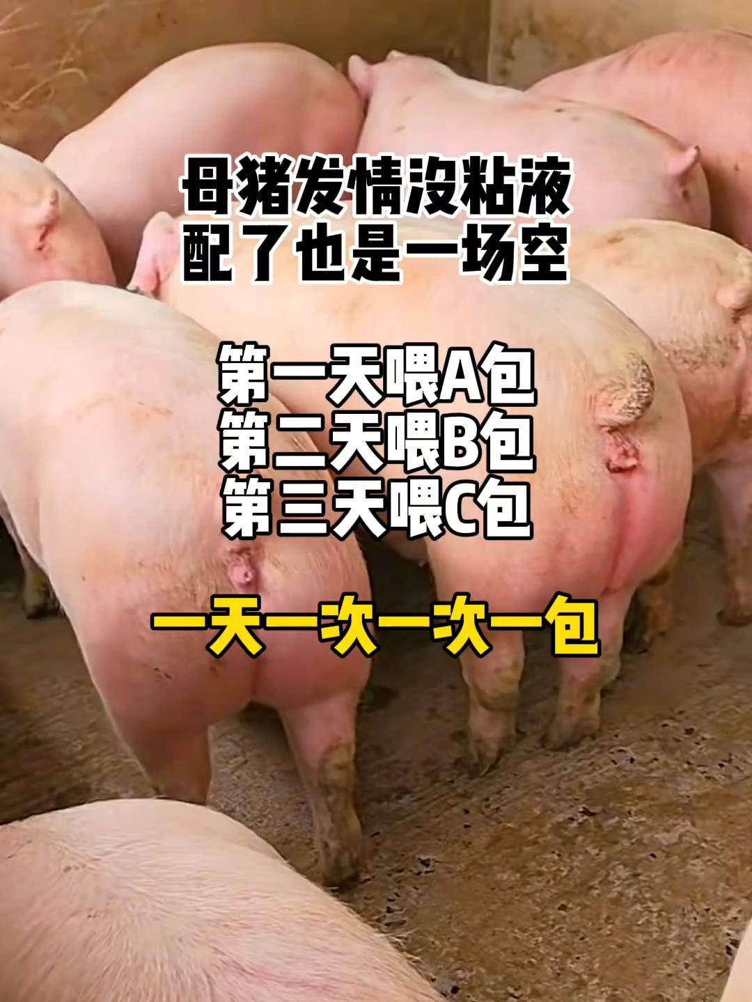 #养猪人 #母猪养殖技术 #自繁自养 #养猪人不容易 #养猪人加油干