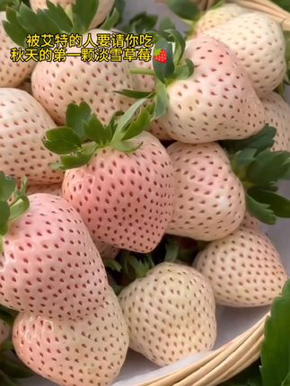 #无限回购的宝藏单品  这个淡雪白草莓!个大饱满!雪白雪白的!果肉细嫩!香甜无比!有喜欢的快来尝尝!#淡雪草莓#超好吃#营养丰富