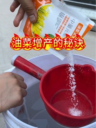 油菜地里用上它,根粗苗壮,开花多结荚多,籽粒饱满,产量高#油菜宝宝#油菜种植#油菜增产专用肥 #农资肥料