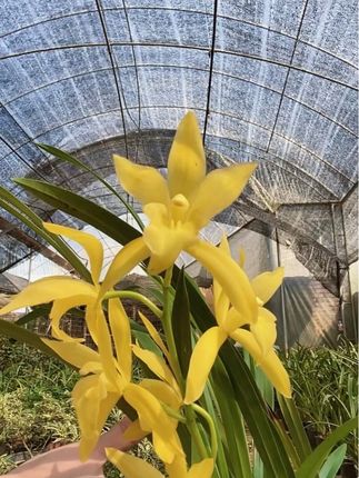 金秋建兰的花开藏在黄金岁里!建兰金色年华,勤花又清雅。叶秀藏灵韵,常绽小芳华,新手也能养得好。