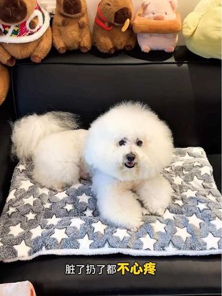 快来薅这个几块钱起的棉垫子,柔软舒适保暖,大狗小狗都能睡#强烈推荐 #宠物垫子