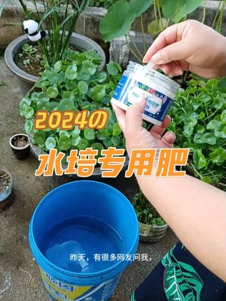 纯水培的铜钱草,只要肥水管够。他就不会开花。每20天给一次防虫颗粒。水里就不会长蚊子#花卉绿植#铜钱草 #纯水培铜钱草#水培专用水溶肥