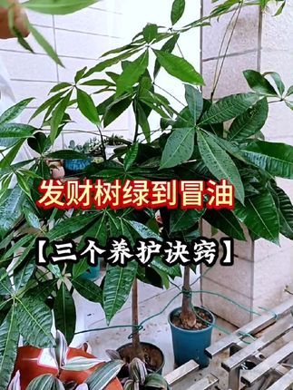 #发财树#发财树养护 #发财树施肥 #蚯蚓粪有机肥 #养花小知识 #花肥