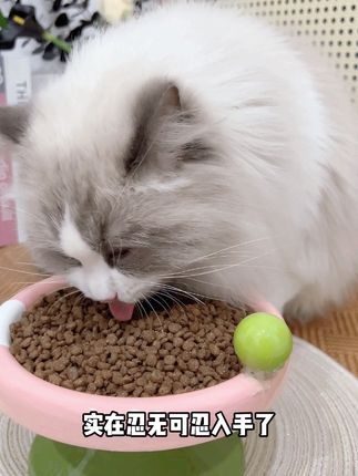 软便怪逆袭,全靠这款酶解鸡肉肠道猫粮,“玻璃胃”小猫选粮指南,一招升级钢铁胃!#萌宠好物 #萌宠出道计划 #科学养宠攻略 #猫咪的迷惑行为 #新手养猫