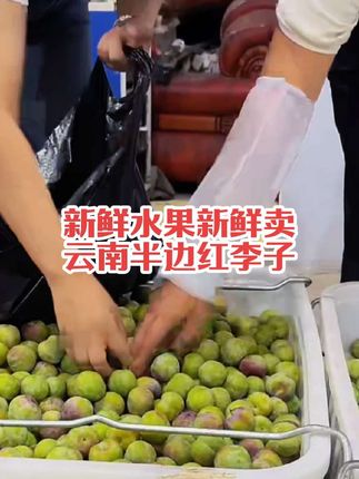 【顺丰包邮】云南绥江半边红李子新鲜采摘坏果包赔3/4.5斤包邮。#快来一起尝个鲜 #优质农产品 #抖音助农 #长安二嫂