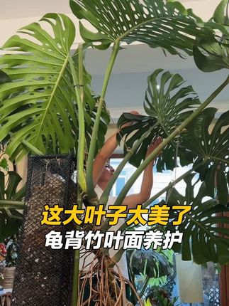 盆栽植物先养根再养叶,我家龟背竹叶面又美又亮!这一瓶靓叶,除污亮叶补充叶面肥,每周一次到两次能用很长时间,让家里观叶绿植叶面油亮有光泽#室内绿植 #龟背竹 #我的花花草草🌸🌸 #绿植盆栽 #绿植