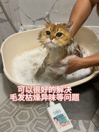 人跟猫怎么能一样,逸诺sos宠物专用沐浴露,养猫家庭必备#猫咪洗澡乖乖的 #猫咪洗护 #新手养猫#逸诺sos猫咪沐浴露