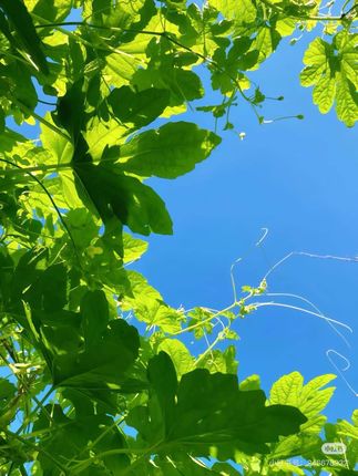 扒胎机专用轮胎撬棍小蛮腰汽车真空胎翘板扁平胎防爆胎拆卸工具 #扒胎机专用轮胎撬棍   #换胎专用工具   #轮胎修理工具   #爆胎助推器   #汽车换胎工具@DOU+小助手