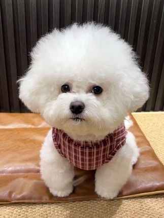 天气转凉 别忘了给狗狗安排一件德绒格子背心 有三种颜色可选~都超好看! #萌宠出道计划 #狗狗衣服#狗狗秋冬衣服 #狗狗背心 #萌宠推荐官