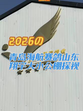 青岛海航赛鸽山东翔宇春棚大小公棚探视,鸽子都非常健康完美,期待比赛的表现了,也祝各位鸽友能飞出好成绩,拿到高奖金💰💰💰#赛鸽#赛鸽比赛#养鸽人#赛鸽公棚 #赛鸽不死必归的精神