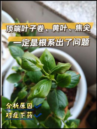 蓝莓顶端叶子卷焦尖发黄,一定是根出了问题 用氨基酸叶面肥,养根壮株恢复根系活力,叶子增亮肥厚,提高光合作用,给根系提供充足营养#阳台种植 #爱生活爱养花 #农业种植 #蓝莓 #蓝莓种植