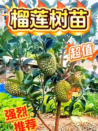 榴莲树果苗南北方种植金枕榴莲广西嫁接猫山王矮化盆栽水果大树苗#优质农产品 #果树苗#榴莲树苗#榴莲种植