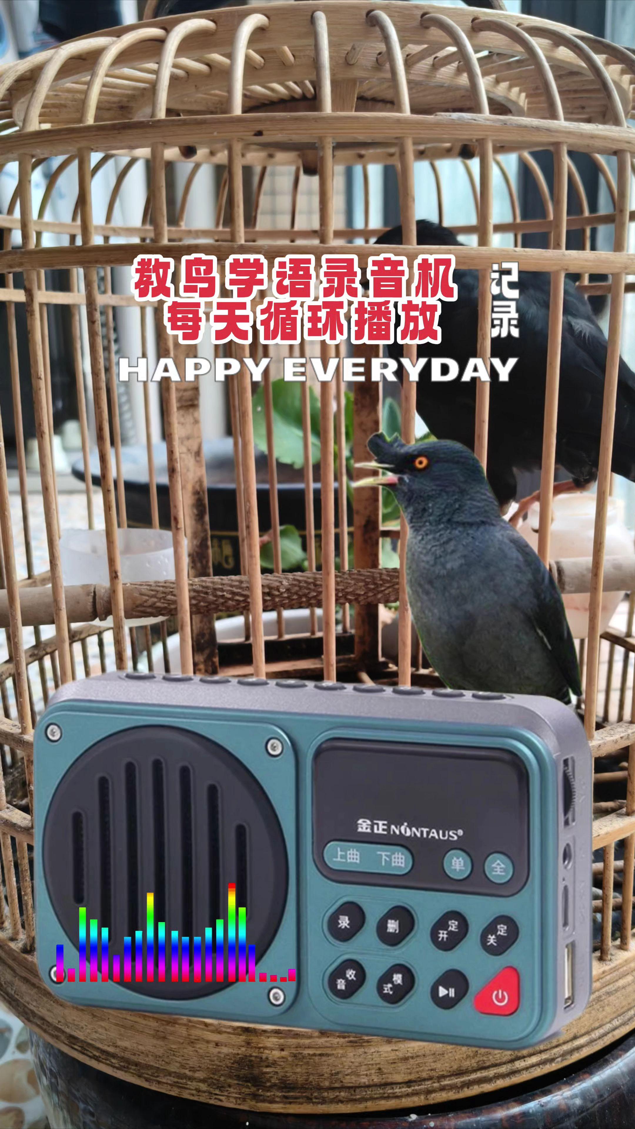 1. 黄金训练期:选3-6个月大的幼鸟(刚离巢、未开口鸣叫),此时鸟的“语言学习能力”最强,成年鸟学语难度会增加50%以上。 2. 环境要求: - 安静无干扰:训练时远离电视、噪音,避免鸟混淆声音; - 单独饲养:多只鸟一起会互相学叫,反而不愿学人类语言; - 建立信任:每天亲手喂食(如鸟粮、水果碎),让鸟对你产生依赖,才会主动“听你说话”。 三、核心训练法:3步让鸟开口,新手也能学会 第1步:从“单字/短句”开始,固定训练场景 - 选简单、清晰的词汇,比如“你好”“再见”“吃饭”,每个词控制在2-3个字,避免复杂句子。 - 固定训练时间:每天早8点、晚6点(鸟空腹时更专注),每次训练10-15分钟,太长会让鸟疲劳。#八哥学语 #好物分享 #爱鸟人士 #宠物知识 #万物皆有灵性