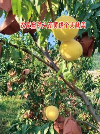 果园坚持用好肥,套袋防虫不打药,黄桃表皮带着自然绒毛,洗干净连皮吃都放心! #农家黄桃 #生态种植 #不打药水果 #自然熟黄桃 #农家果园直供