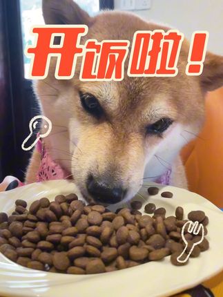 一口爱上!鲜肉果蔬配比的狗狗牛肉粮,挑食汪也疯狂#养狗经验分享 #宠物吃货 #宠物零食 #心粮狗粮 #科学养宠攻略