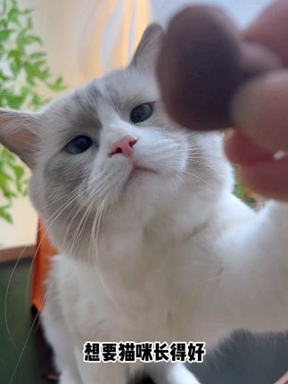 🐱家有挑食喵?选对冻干好吃又能补充血红蛋白增强体质的冻干,轻松拿捏🤏🏻挑食小猫咪#萌宠好物 #萌宠出道计划 #科学养宠攻略 #新手养猫#猫咪的迷惑行为