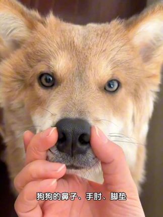 狗狗干裂专用修复膏宠物猫狗爪子鼻子手肘干裂专用膏猫狗滋润膏#萌宠 #科学养宠攻略 #家有萌宠