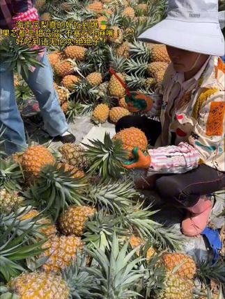 强烈安利海南金钻凤梨!入口是满满的香甜,每一口都爆汁,浓郁果香超勾人,没试过的一定要体验这份美味!#海南金钻凤梨#新鲜应季水果#香甜可口#大人小孩都爱吃#优质农产品