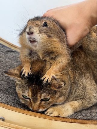 奥斯卡和糖糖姐