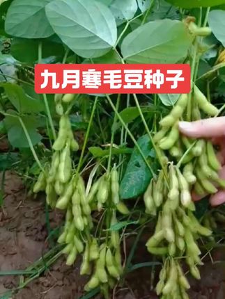 九月寒毛豆种子 【九月寒毛豆种子】鲜香味美产量高#毛豆种子#优质农产品#种子#三农