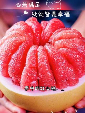 【福建平和.京东包邮】澎恰恰红心蜜柚三红柚原产地柚子皮薄多汁#福建平和 #澎恰恰红心蜜柚 #三红柚子