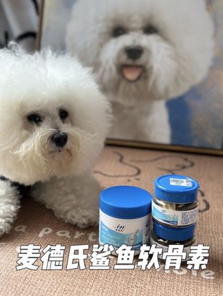 小型犬从小就要呵护关节#麦德氏 #麦德氏软骨素 #养狗经验分享 #科学养宠