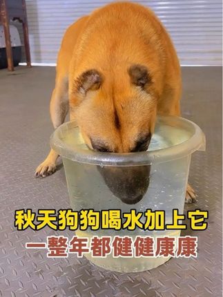 秋天狗狗喝水加上它,一整年都健健康康 #狗狗#养狗人#新手养狗#养狗经验分享#养狗小妙招
