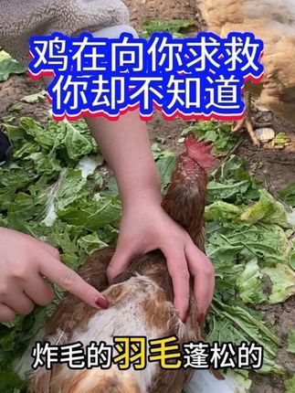 鸡在向你求救,你却不知道#知识分享 #三农 #科学养鸡 #鸡鸭鹅养殖