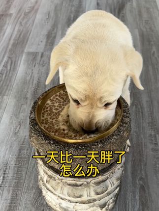 补充营养增加食欲狗狗身体胖胖的壮壮的#养狗经验分享 #新手养狗 #幼犬 #小狗喂养方法 #宠物用品