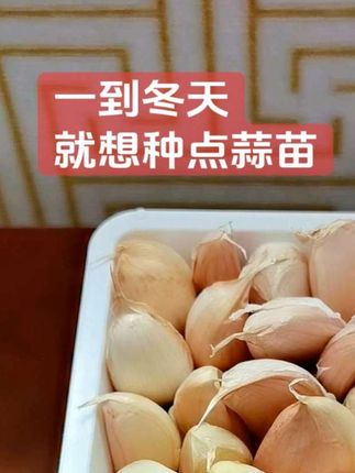 种点蒜苗#蒜苗